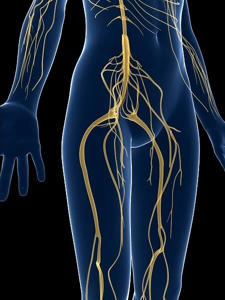 Female nervous system, artwork F007  /  6991