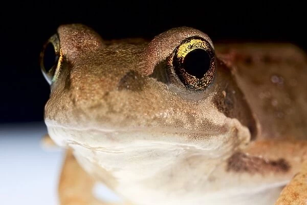 Frog head. Close-up of the head of a frog (order Anura), showing its large eyes