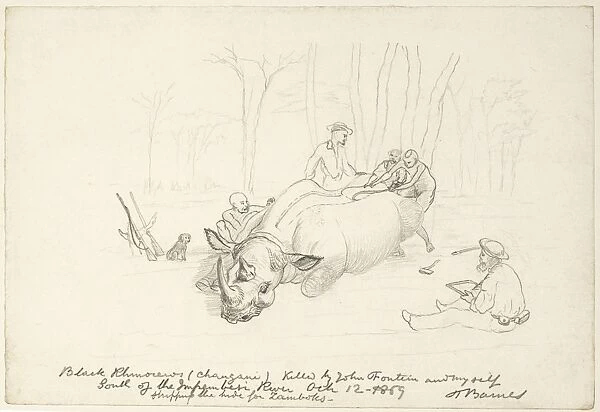 Hunters skinning a rhinoceros, artwork C016  /  5579