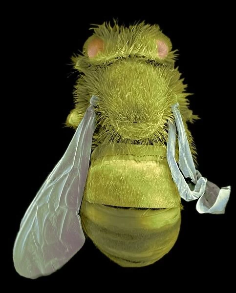 Infected bee, SEM