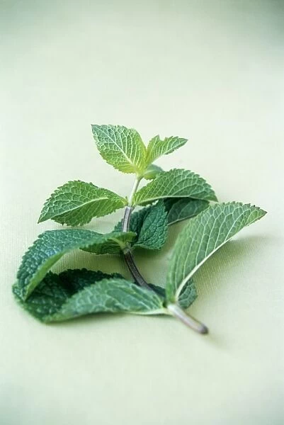 Mint (Mentha sp. )