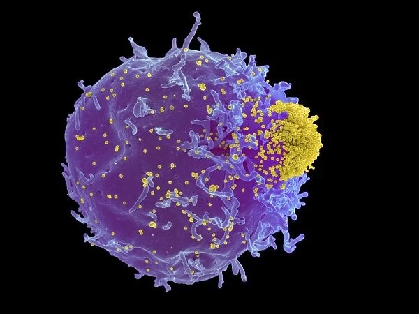 Mouse leukaemia virus and T-cell, SEM C017  /  8308
