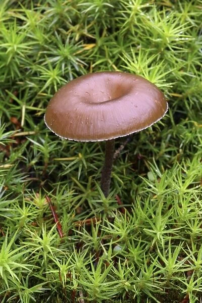 Myxomphalia mushroom after forest fire
