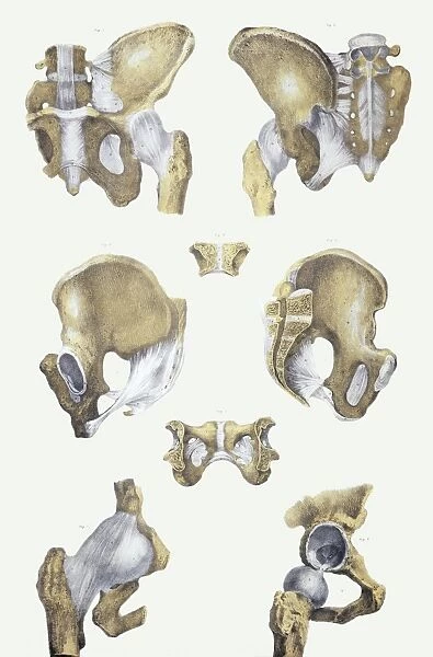 Pelvis bones and ligaments