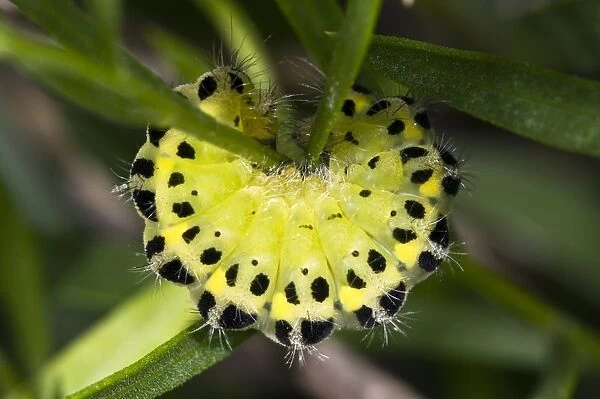 Six-spot Burnet Moth Caterpillar