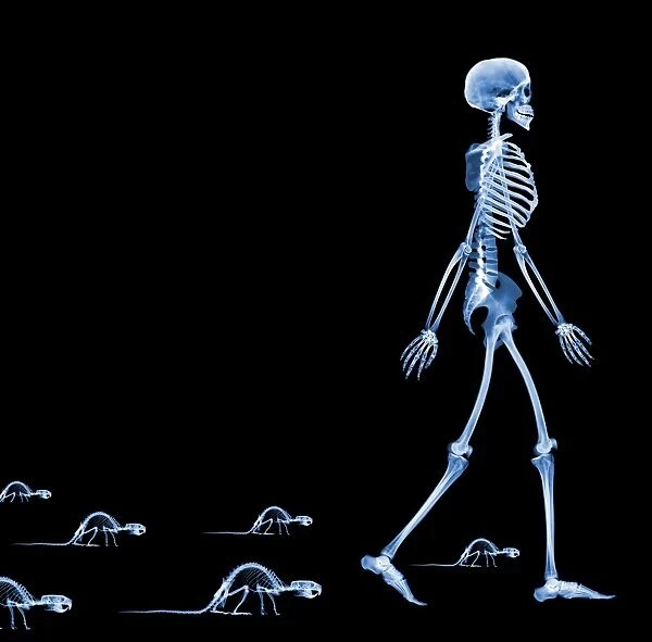Skeletons of a human and rats, X-ray