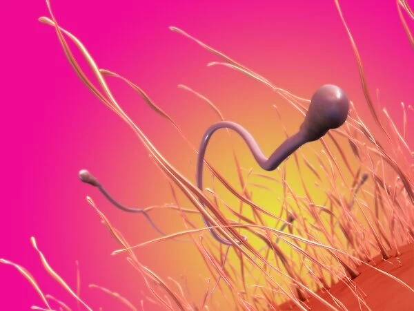 Sperm cells, artwork C018  /  7004