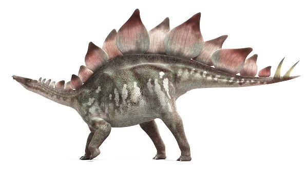 Stegosaurus dinosaur, artwork F007  /  7724