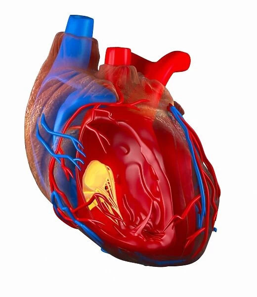 Structure of a human heart, artwork