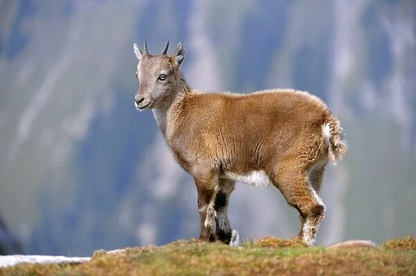 Young Alpine ibex C014  /  3047
