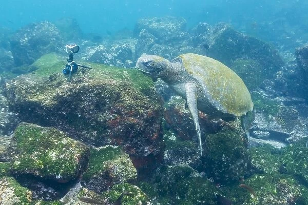 Adult green sea turtle (Chelonia mydas) underwater near camera, Isabela Island, Galapagos Islands, Ecuador, South America