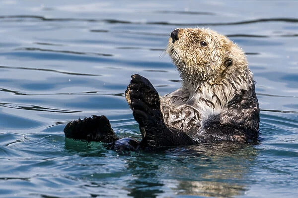 An adult sea otter (Enhydra lutris), swimming in Glacier Bay National Park