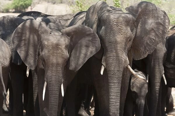 African elephants (Loxodonta africana), Chobe National Park, Botswana, Africa