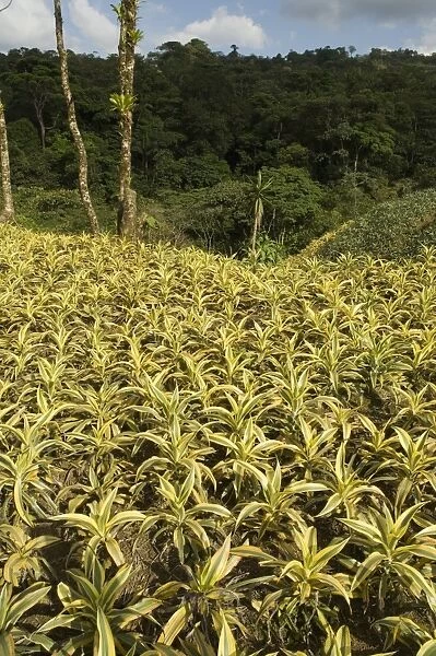 Garden plants being grown between La Fortuna and San Ramon, Costa Rica