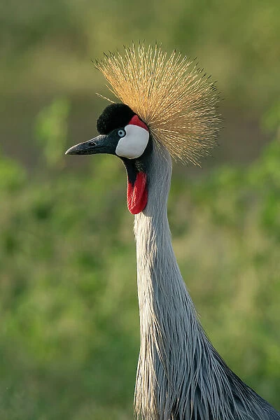 Gray crowned crane (Balearica regulorum), Lake Manyara National Park, Tanzania