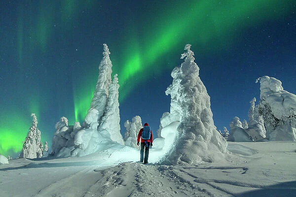 Hiker with backpack enjoying watching the Northern Lights over frozen trees, Riisitunturi National Park, Posio, Lapland, Finland