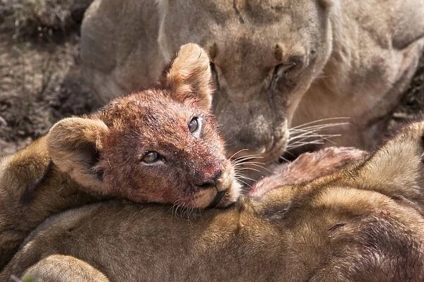 Lion cub (Panthera leo) on kill, Kwandwe private reserve, Eastern Cape
