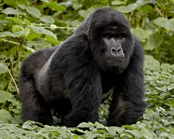 Mountain gorilla (Gorilla gorilla beringei) silverback of the Umubano group named Charles