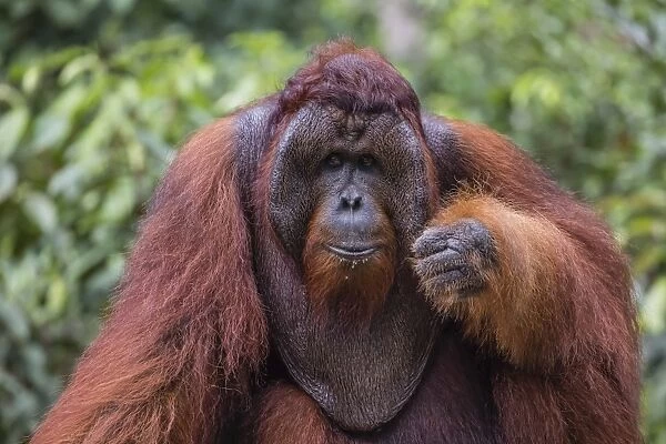 Reintroduced flanged male orangutan (Pongo pygmaeus), Camp Leakey, Tanjung Puting National Park