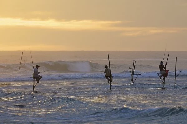 Stilt fishermen at Weligama, South Coast, Sri Lanka, Asia
