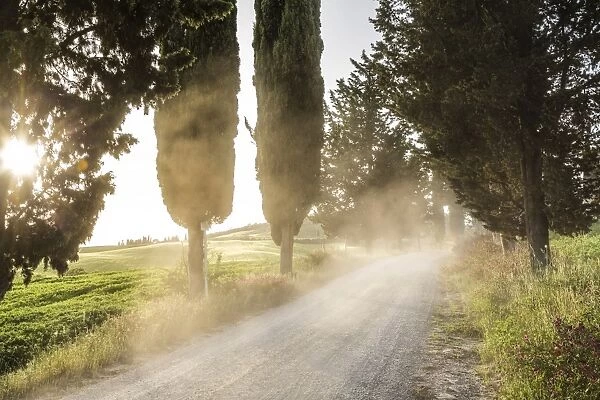 Cyclist on dirt road at sunset, Tuscany, Italy