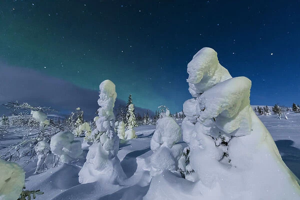 Northern lights on frozen dwarf shrubs, Pallas-Yllastunturi National Park, Muonio