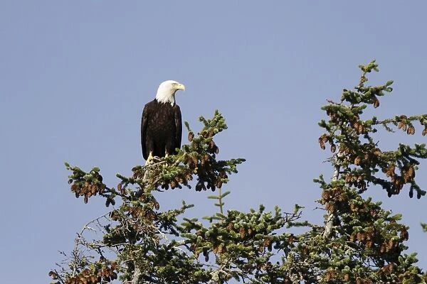 An adult American Bald Eagle (Haliaeetus leucocephalus) perched in a Sitka spruce tree in Southeast Alaska, USA. Pacific Ocean