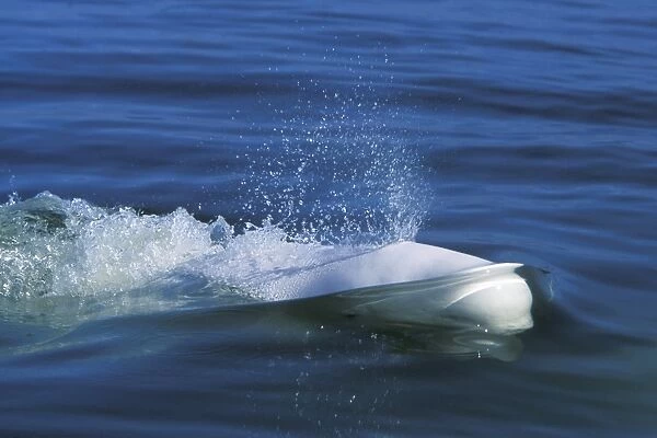 Adult Beluga (Delphinapterus leucas) surfacing in the Churchill River, Manitoba, Canada