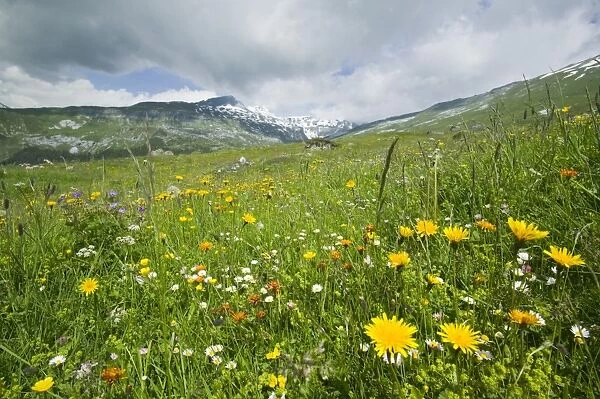 Alpine flowers in a mountain meadow above Flims Switzerland warming temperatures are causing population fluctuations and changeing flowering patterns in many alpine