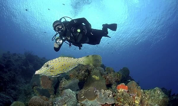 Diver using torch with scrawled filefish (Aluterus scriptus), Grand Cayman Island, Cayman Islands, Caribbean