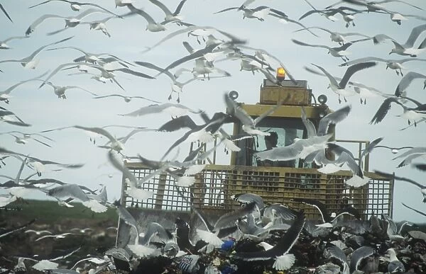 Gulls feeding on a rubbish tip in Barrow in Furness, Cumbria, UK
