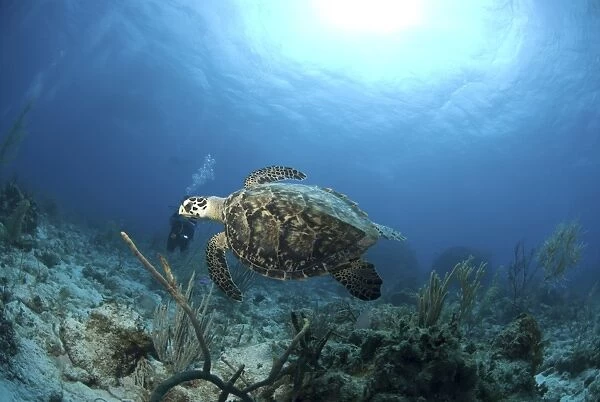 Hawksbill Turtle (Eretmochelys imbriocota), swimming over coral reef, Little Cayman Island, Cayman Island, Caribbean
