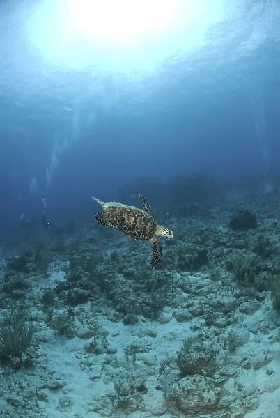 Hawksbill Turtle (Eretmochelys imbriocota), swimming over coral reef with underwater photographer, Cayman Brac, Cayman Island, Caribbean