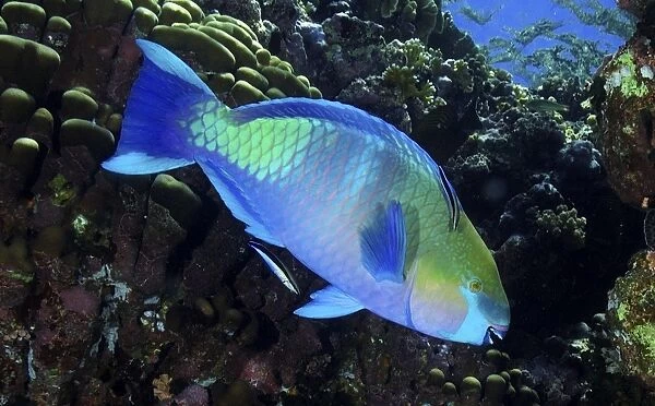 Parrotfish (Scarus sp. ) Mabul, Sipadan, Borneo, Malaysia, Indo-Pacific (RR)