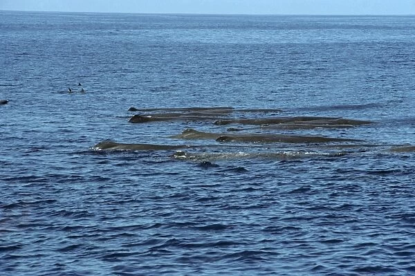 Pod of logging sperm whales with group of Peponocephala. (Physeter macrocephalus). North of Isabela Island, Galapagos