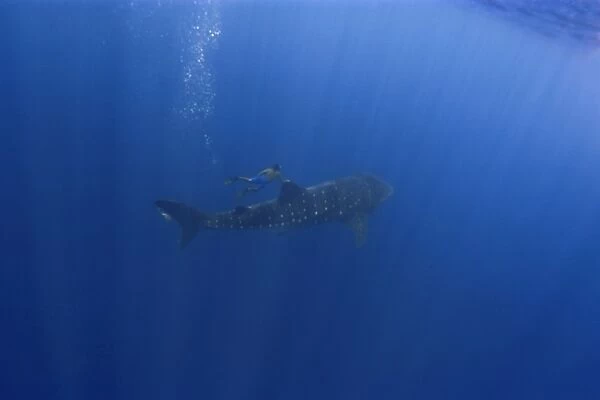 Whale shark, Rhincodon typus, and free diver, St. Peter and St. Pauls rocks, Brazil, Atlantic Ocean