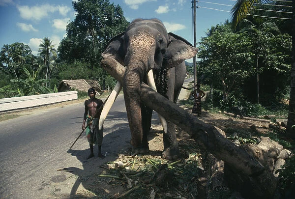 20069122. SRI LANKA Animals Working elephant with handlers on road near Kandy