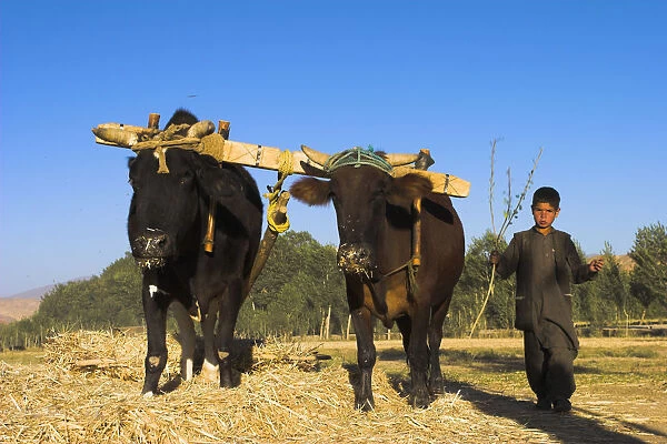 20085268. AFGHANISTAN Bamiyan Province Bamiyan Boys threshing with oxen