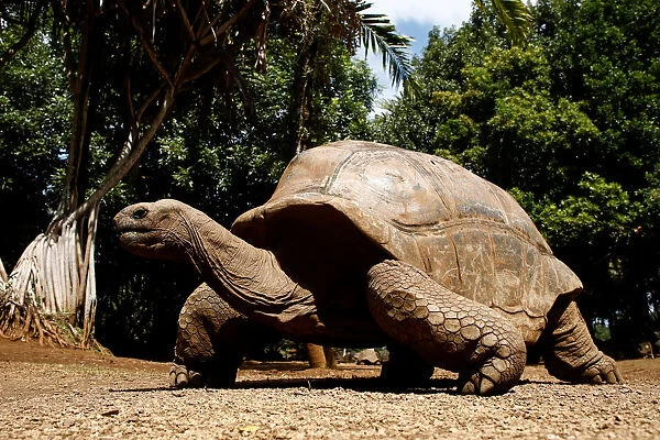 An Aldabra giant tortoise looks at visitors at the La Vanille Nature Park in Riviere des