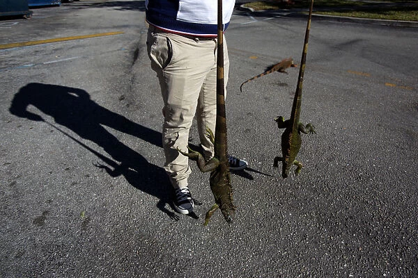A man carries two cold stunned iguanas that were found near a local pond due to the