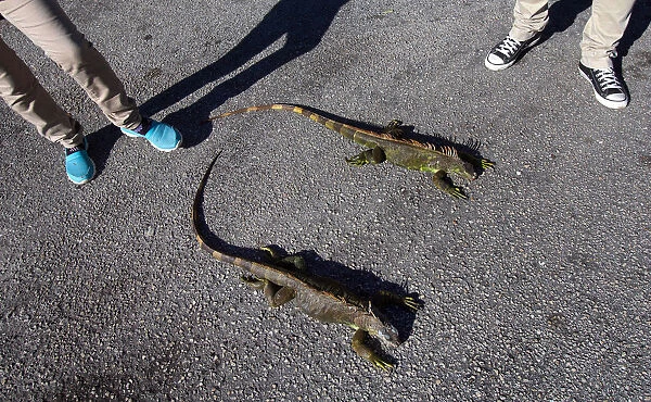 People observe cold stunned iguanas in Lake Worth