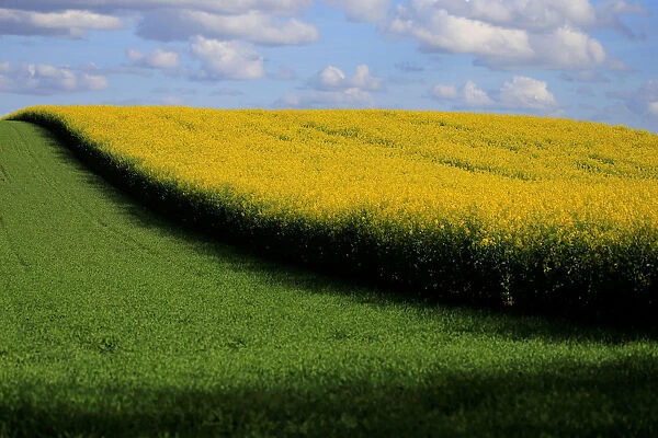 A rapeseed field is seen in Estourmel near Cambrai