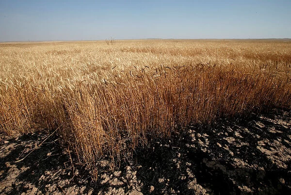 Part of a wheat field, burned by fire, seen in al-Hamdaniya