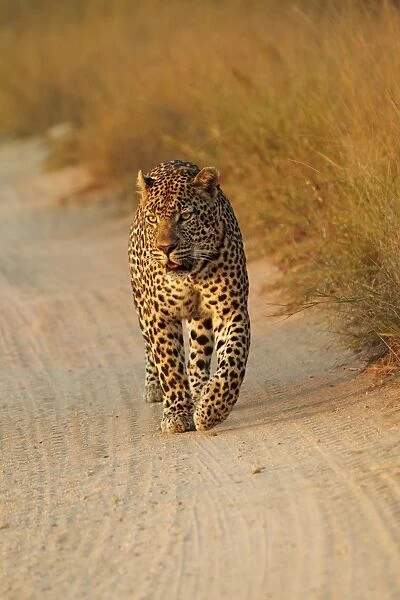 African Leopard (Panthera pardus pardus) adult male, walking along track, Sabi Sand Game Reserve, Greater Kruger N. P