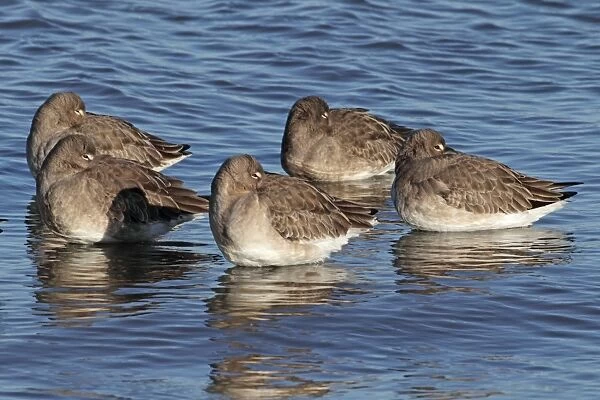 Black-tailed Godwit (Limosa limosa) five adults, winter plumage, roosting in shallow water at high tide, River Stour, Suffolk, England, december