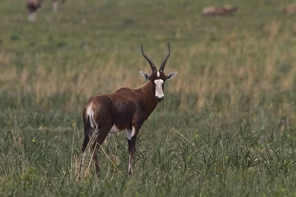 Blesbok or Blesbuck (Damaliscus pygargus phillipsi) is an antelope with a distinctive white face and forehead