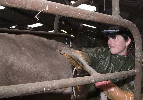 Cattle farming, vet pregnancy testing Brown Swiss dairy cow on farm, Congleton, Cheshire, England, March
