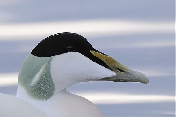 Common Eider (Somateria mollissima) adult male, close-up of head, Norway
