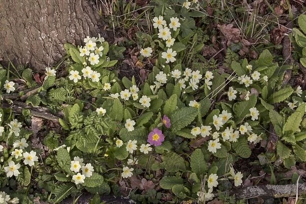 Common Primrose flowering on woodland edge with one pink flower (sibthorpii)