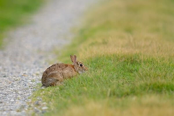 Eastern Cottontail (Sylvilagus floridanus) introduced species, adult, sitting at edge of track, Italy, may
